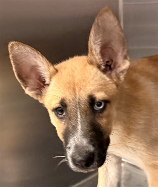 Shelter Stray Female Dog last seen , 4000 N Silverbell Rd, Tucson, AZ 85745, USA