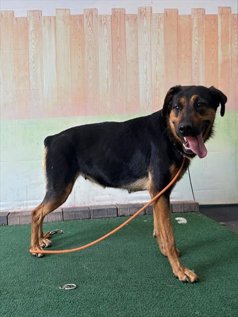 Shelter Stray Female Dog last seen , 4275 Elton St, Baldwin Park, CA 91706, USA