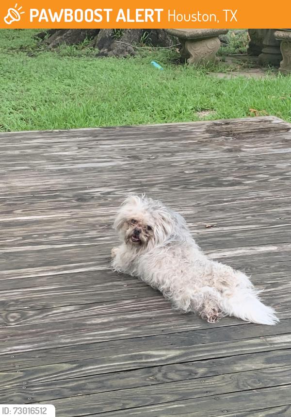 Found/Stray Unknown Dog last seen Hillcroft and Dunlap, Houston, TX 77096