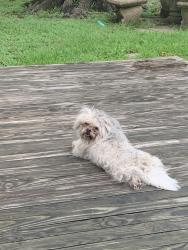 Found/Stray Unknown Dog last seen Hillcroft and Dunlap, Houston, TX 77096