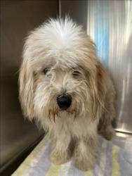 Shelter Stray Male Dog last seen , 957 N Gaffey St, San Pedro, CA 90731, USA