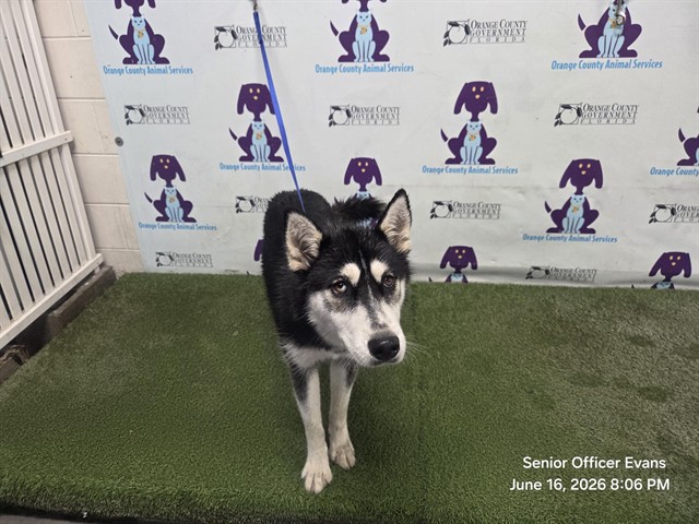 Shelter Stray Female Dog last seen , 2769 Conroy Rd, Orlando, FL 32839, USA