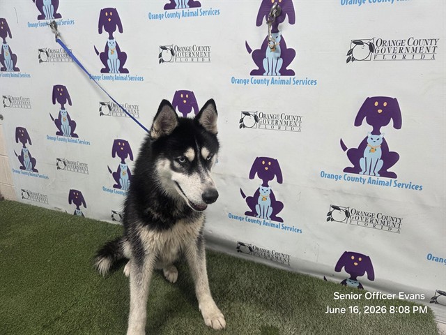 Shelter Stray Male Dog last seen , 2769 Conroy Rd, Orlando, FL 32839, USA