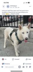 Lost Male Dog last seen Slauson & Alamo, Maywood, CA 90270