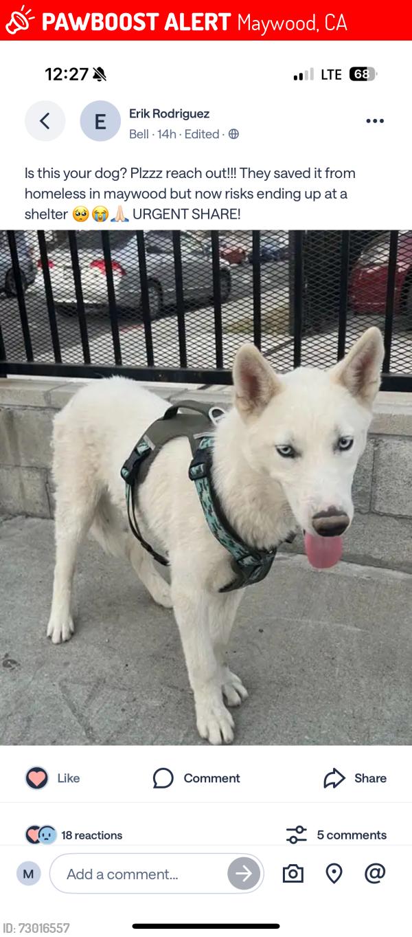 Lost Male Dog last seen Slauson & Alamo, Maywood, CA 90270