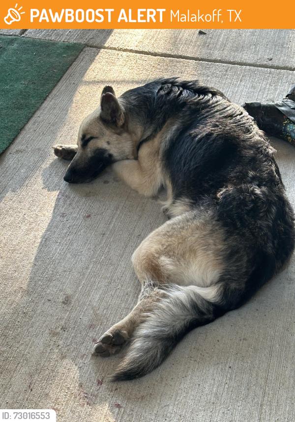 Found/Stray Female Dog last seen Highway 31, Malakoff, TX 75148