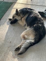 Found/Stray Female Dog last seen Highway 31, Malakoff, TX 75148