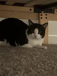Reunited Male Cat last seen QR on Montgomery and 90, San Antonio, TX 78245