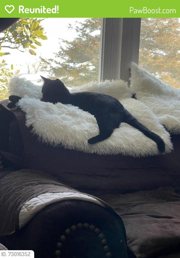 Reunited Female Cat last seen Near Thomas Jefferson Pl, Fredericksburg, VA 22405, USA, Fredericksburg, VA 22405
