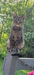 Found/Stray Female Cat last seen Lakeview and Ward, Mayfield, NY 12117
