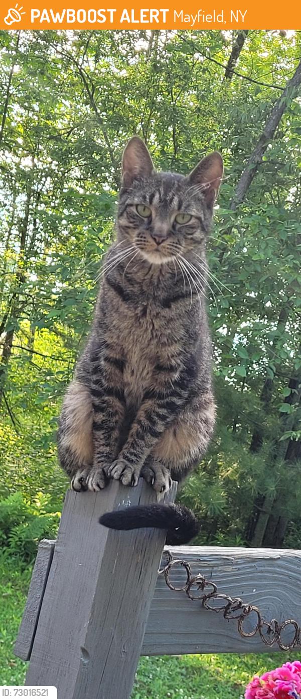 Found/Stray Female Cat last seen Lakeview and Ward, Mayfield, NY 12117