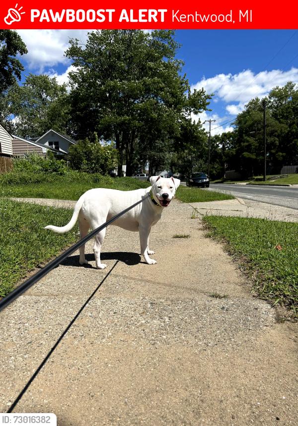 Lost Male Dog last seen 48th street & Division (wyoming/kentwood), Kentwood, MI 49548