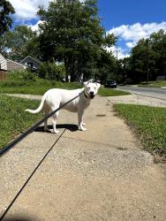 Lost Male Dog last seen 48th street & Division (wyoming/kentwood), Kentwood, MI 49548