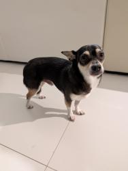 Reunited Male Dog last seen Platinum Pádel Club, North Miami, FL 33161