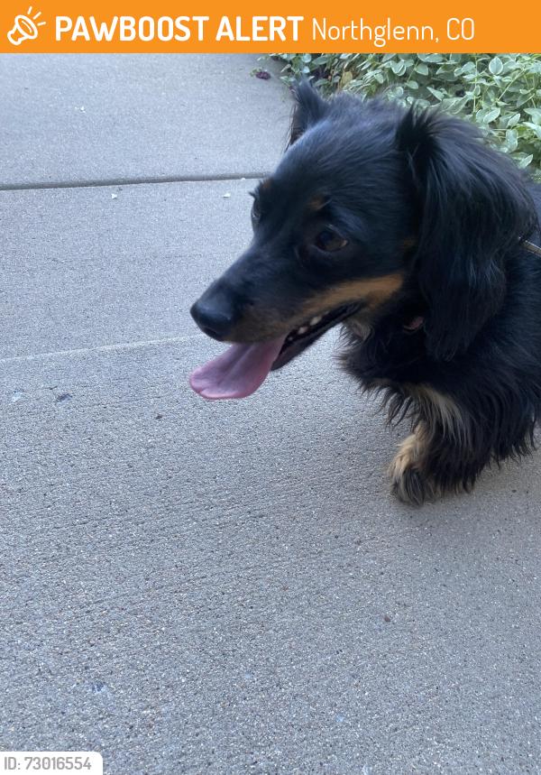 Found/Stray Female Dog last seen 112th & York st, Northglenn, CO 80233