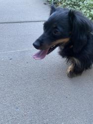 Found/Stray Female Dog last seen 112th & York st, Northglenn, CO 80233