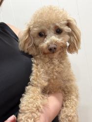 Lost Male Dog last seen 139th street and La Cienega , Del Aire, CA 90250