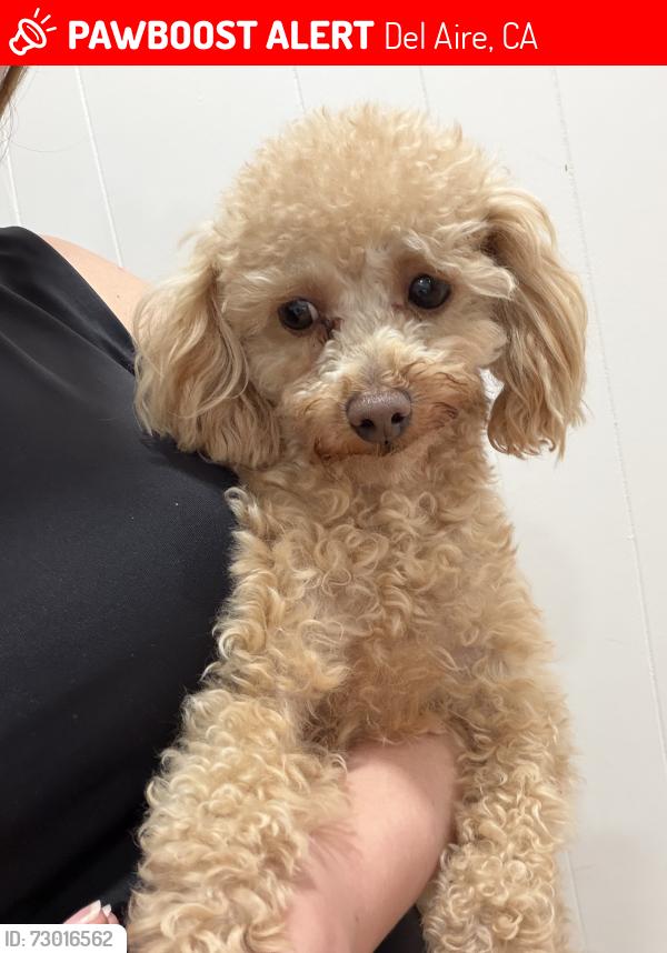 Lost Male Dog last seen 139th street and La Cienega , Del Aire, CA 90250