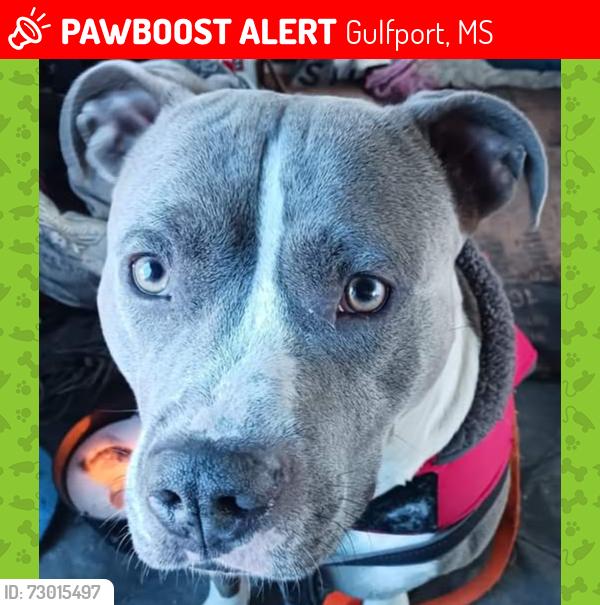Lost Male Dog last seen Canal rd and 1-10 exit 31, Gulfport, MS 39503