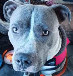 Lost Male Dog last seen Canal rd and 1-10 exit 31, Gulfport, MS 39503