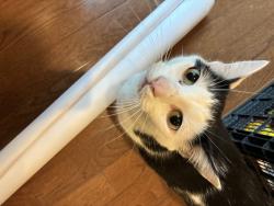 Lost Female Cat last seen Courtside Drive, Peachtree Forest subdivision, Norcross, GA 30092