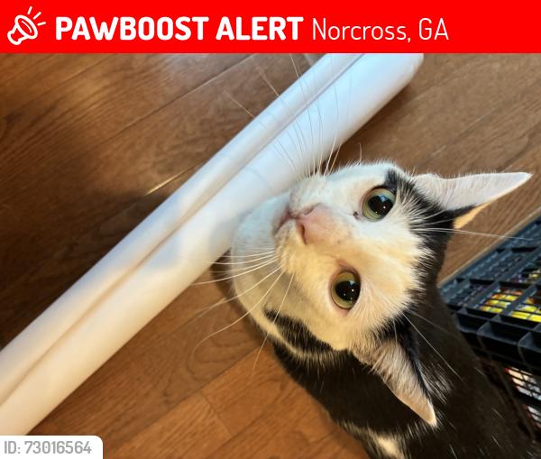 Lost Female Cat last seen Courtside Drive, Peachtree Forest subdivision, Norcross, GA 30092