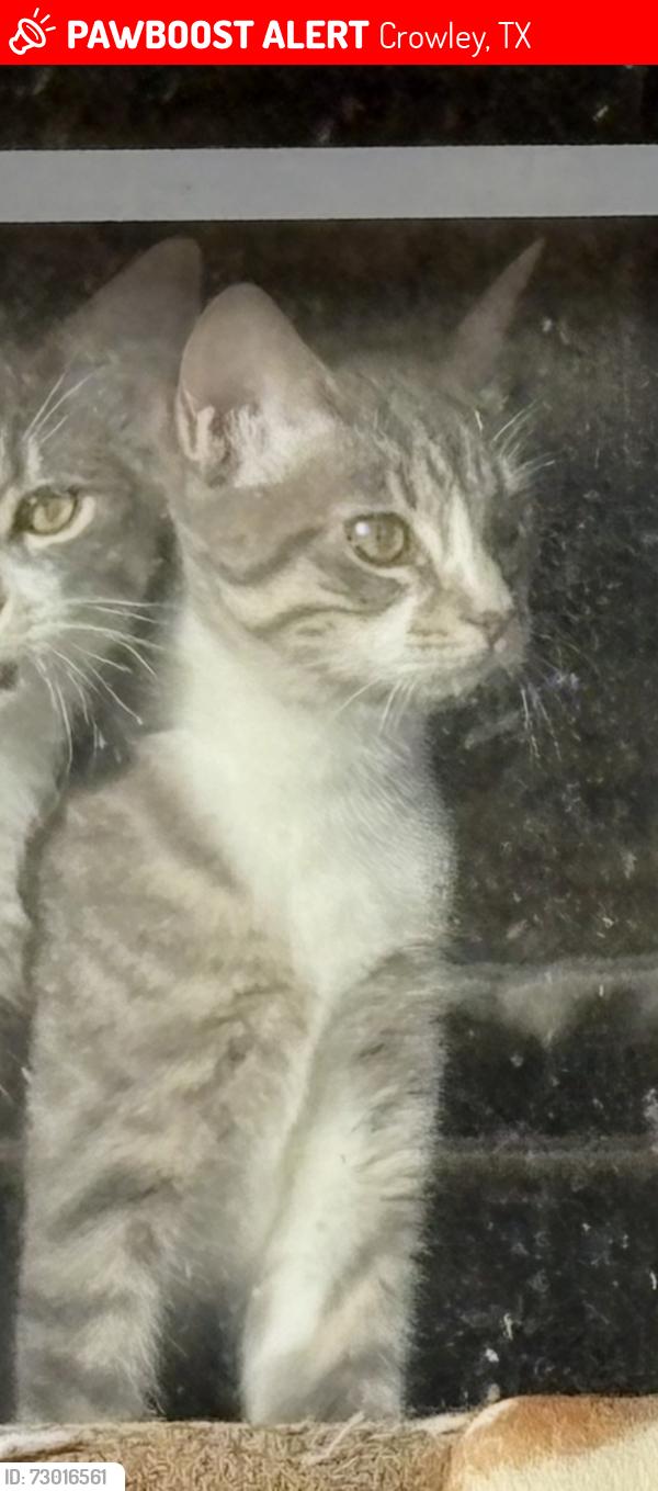 Lost Female Cat last seen Chisholm trail Crowley Tx. , Crowley, TX 76036