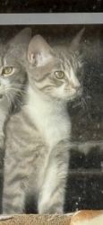 Lost Female Cat last seen Chisholm trail Crowley Tx. , Crowley, TX 76036