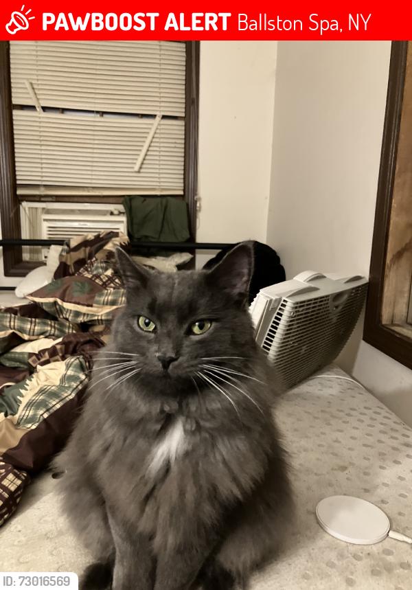 Lost Male Cat last seen East High Street, Ballston Spa, NY 12020