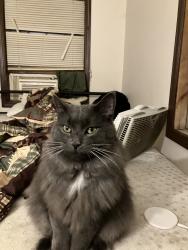 Lost Male Cat last seen East High Street, Ballston Spa, NY 12020