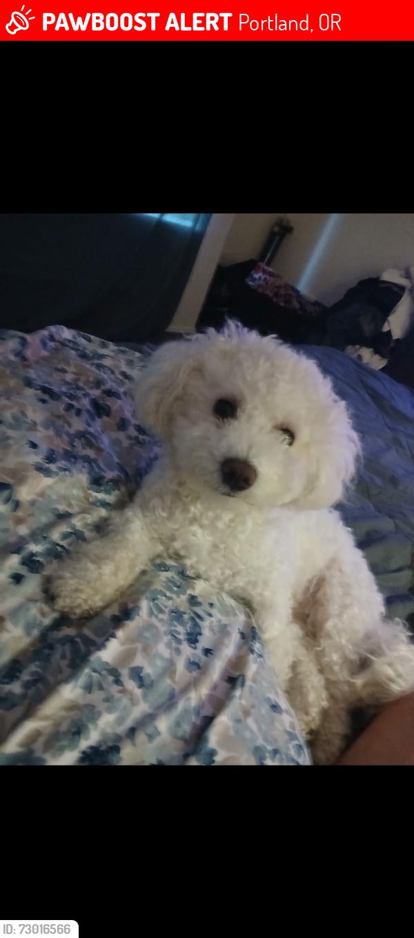 Lost Female Dog last seen Near 72nd and Fir St , Portland, OR 97223