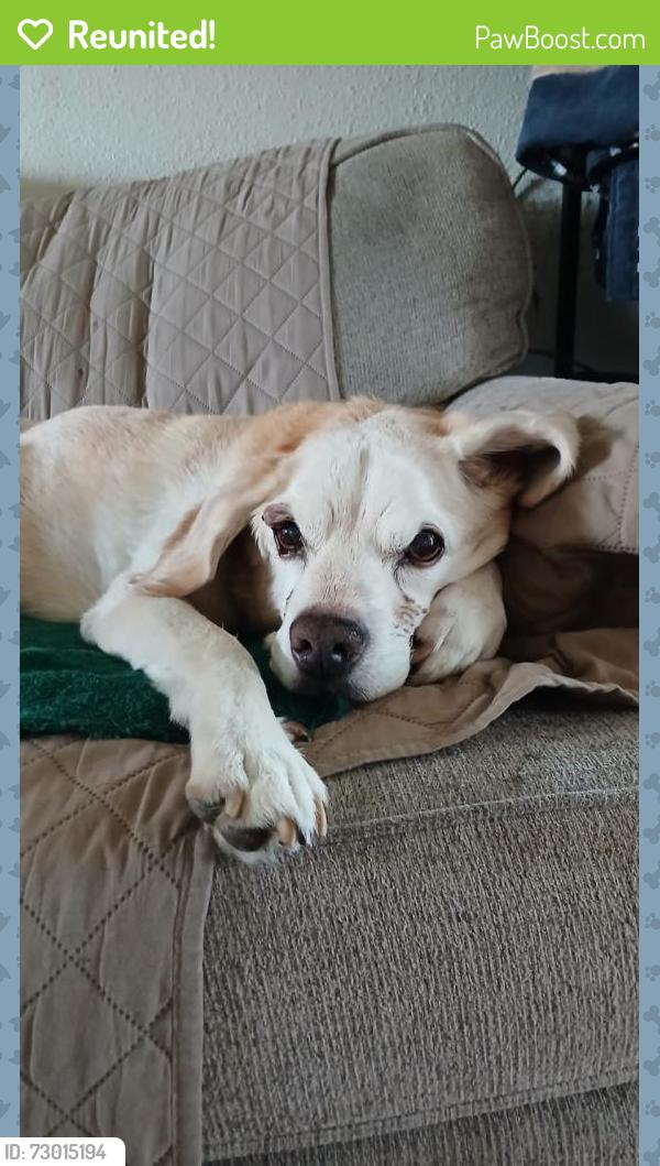 Reunited Male Dog last seen Wells Ave and Ivanhole Ave , Riverside, CA 92503