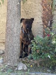 Found/Stray Male Dog last seen Coldwater canyon & chandler, Los Angeles, CA 91401