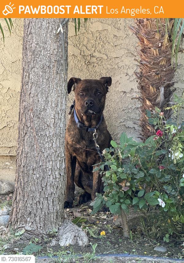 Found/Stray Male Dog last seen Coldwater canyon & chandler, Los Angeles, CA 91401
