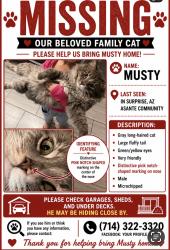 Lost Male Cat last seen Near Ave Asante blvd, Surprise, AZ 85387