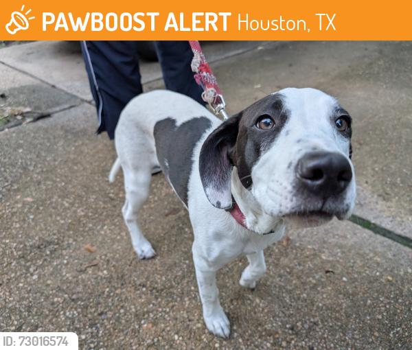 Found/Stray Male Dog last seen Bassignham and creek shadows intersection, Houston, TX 77339