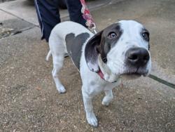 Found/Stray Male Dog last seen Bassignham and creek shadows intersection, Houston, TX 77339