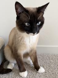 Lost Male Cat last seen     Secord Blvd NW & Secord Promenade NW, Edmonton, AB, Edmonton, AB T5T 7V3