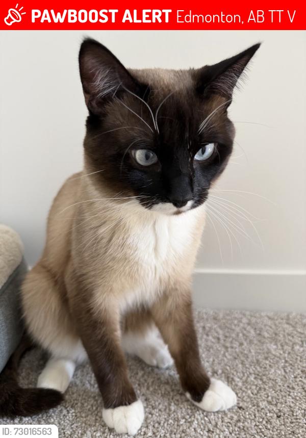 Lost Male Cat last seen     Secord Blvd NW & Secord Promenade NW, Edmonton, AB, Edmonton, AB T5T 7V3