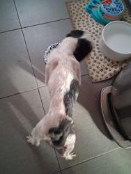 Found/Stray Female Dog last seen Karesh and Brewster , Pomona, CA 91767