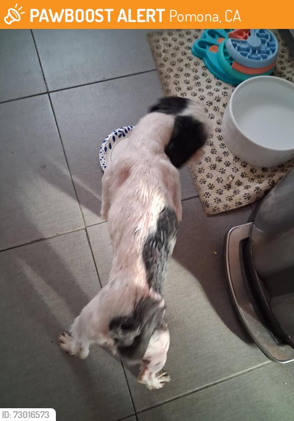 Found/Stray Female Dog last seen Karesh and Brewster , Pomona, CA 91767