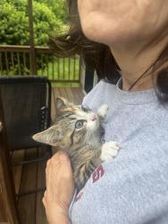 Found/Stray Unknown Cat last seen Backyard, Sioux Falls, SD 57103