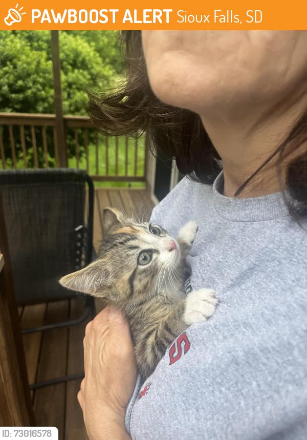 Found/Stray Unknown Cat last seen Backyard, Sioux Falls, SD 57103