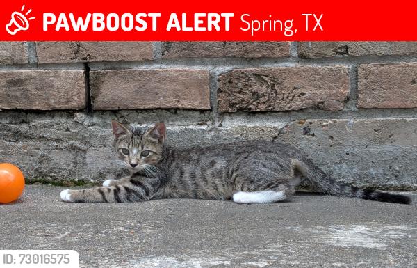 Lost Male Cat last seen Hickorycrest & Northcrest, Spring, TX 77389