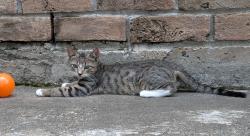 Lost Male Cat last seen Hickorycrest & Northcrest, Spring, TX 77389