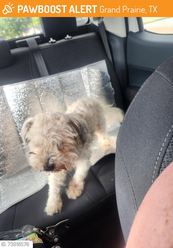 Found/Stray Male Dog last seen Near 360 in grand prairie , Grand Prairie, TX 75050