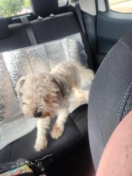 Found/Stray Male Dog last seen Near 360 in grand prairie , Grand Prairie, TX 75050