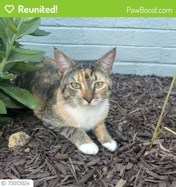 Reunited Female Cat last seen Ardoon and Pinter, Ardoon and Welford, Timonium, MD 21093