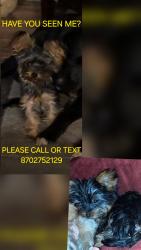 Lost Male Dog last seen Near greene 731 rd, Jonesboro, AR 72401