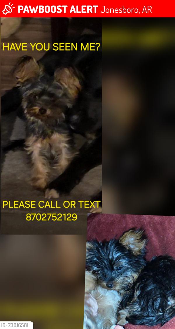 Lost Male Dog last seen Near greene 731 rd, Jonesboro, AR 72401